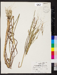 Heteropogon melanocarpus image