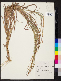 Heteropogon contortus image