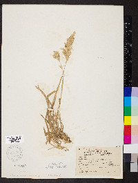 Holcus lanatus image