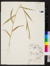 Homolepis aturensis image