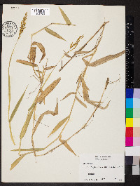 Homolepis aturensis image