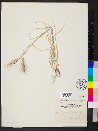 Hordeum jubatum subsp. intermedium image