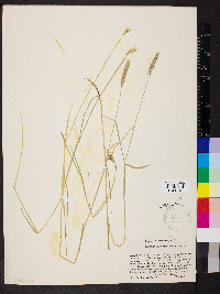 Hordeum brachyantherum image