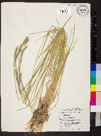 Hordeum brachyantherum image