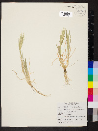 Hordeum murinum image