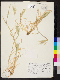 Hordeum murinum subsp. glaucum image