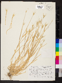 Hordeum murinum image