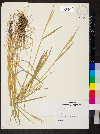 Hordeum bulbosum image