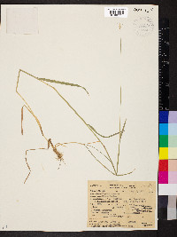 Hordeum bulbosum image