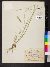 Hordeum bulbosum image