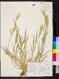 Hordeum murinum image