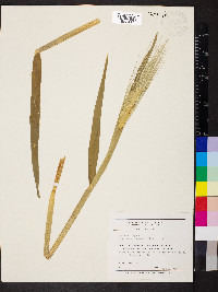 Hordeum vulgare image