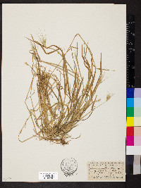 Hordeum murinum image