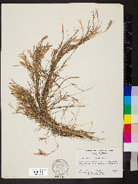 Hydrochloa caroliniensis image