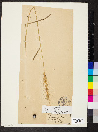 Elymus hystrix image