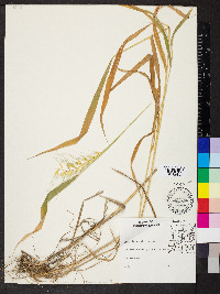 Elymus hystrix image