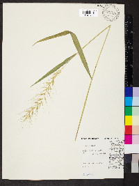 Elymus hystrix image