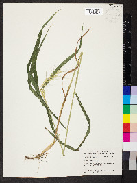 Elymus hystrix image