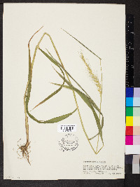 Elymus hystrix image