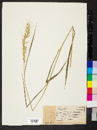 Elymus hystrix image