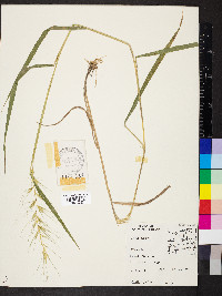 Elymus hystrix image