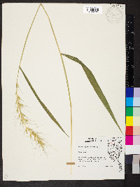 Elymus hystrix image