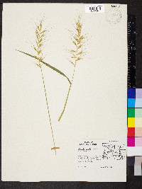 Elymus hystrix image