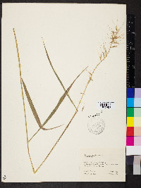 Elymus hystrix image