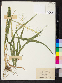 Elymus hystrix image