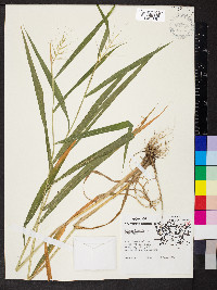 Elymus hystrix image