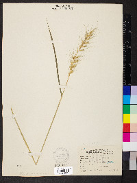 Elymus hystrix image