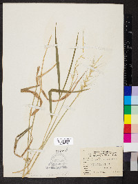 Elymus hystrix image