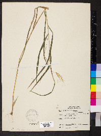 Elymus hystrix image