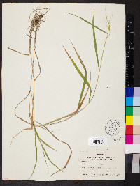 Elymus hystrix image