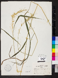 Elymus hystrix image