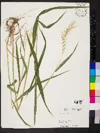 Elymus hystrix image