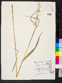 Elymus hystrix image