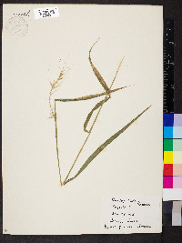 Elymus hystrix image