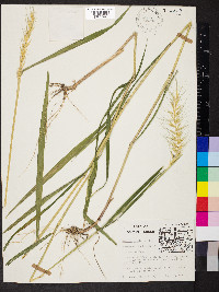 Elymus hystrix image