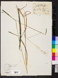 Elymus hystrix image