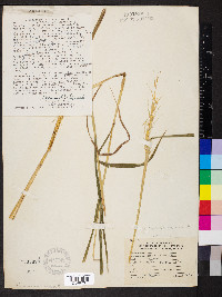 Elymus hystrix image