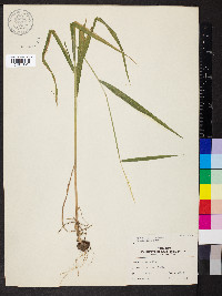 Elymus hystrix image