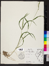 Elymus hystrix image