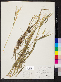 Elymus hystrix image