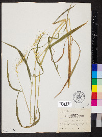 Elymus hystrix image