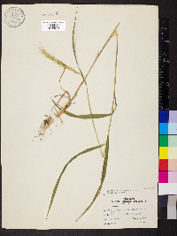 Elymus hystrix image