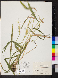 Elymus hystrix image