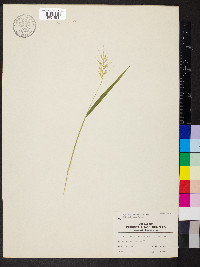 Elymus hystrix image