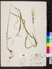 Elymus hystrix image