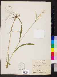 Elymus hystrix image